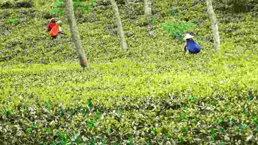 The Tea Estates of Sreemangal