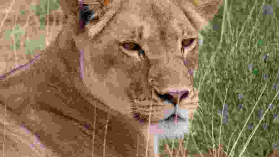 Kgalagadi Transfrontier Park Adventure