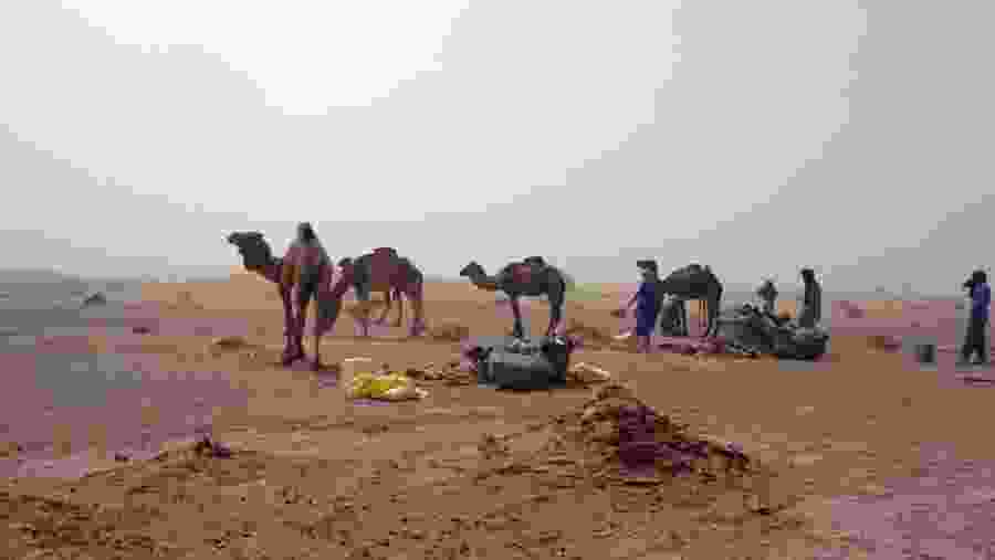 Camels in the Moroccan Desert