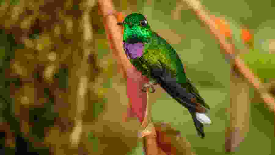 Purple-bibbed Whitetip