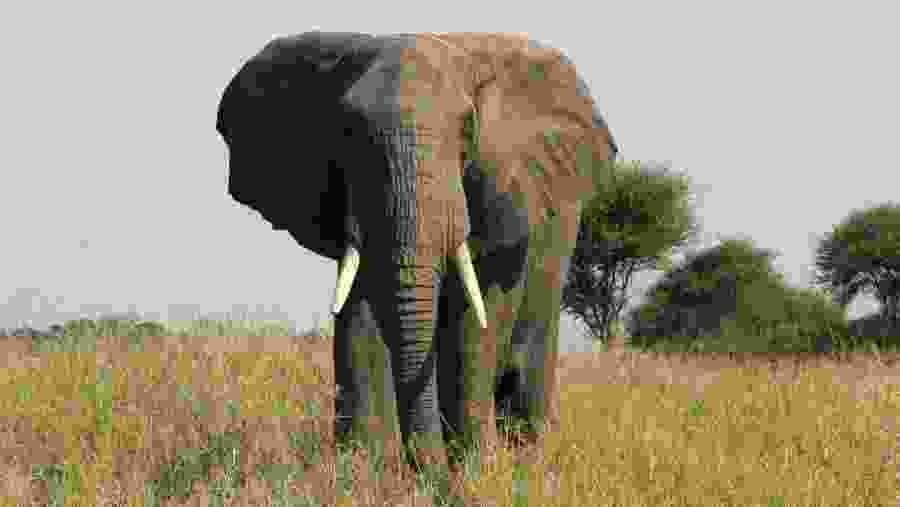 Elephant