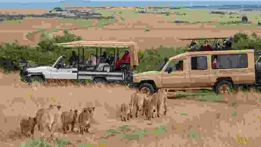 Safari Experience