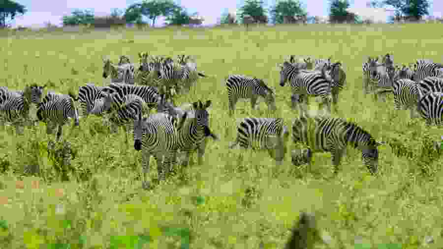 Zebras
