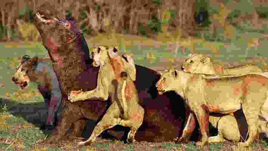 Wildlife Experience