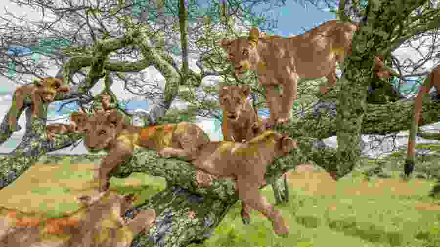 African Lions