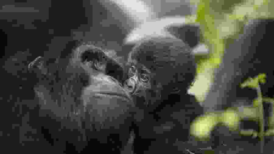 Gorilla Trekking in Bwindi Impenetrable National Park