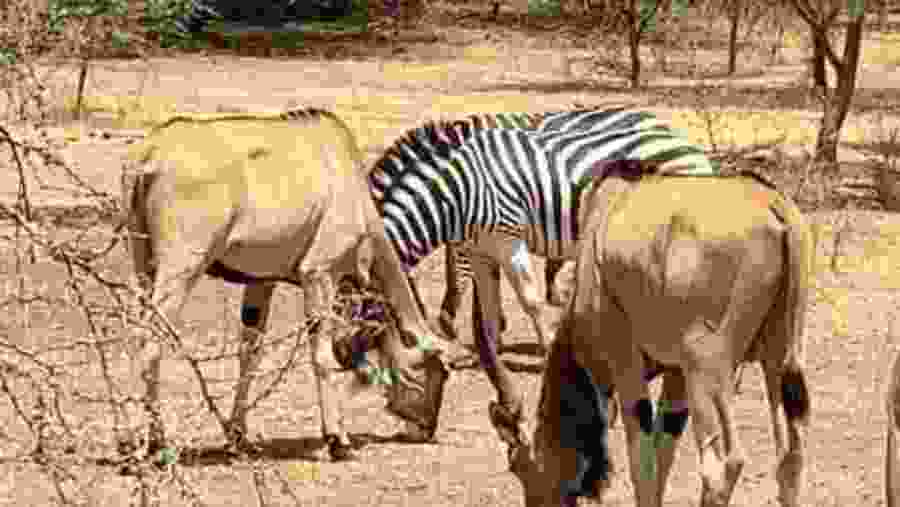 Zebras & elands