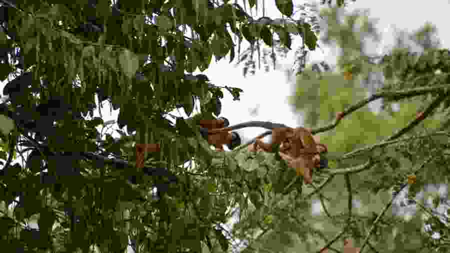 Discover The Amazon