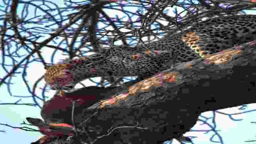 Spot lion on the tress