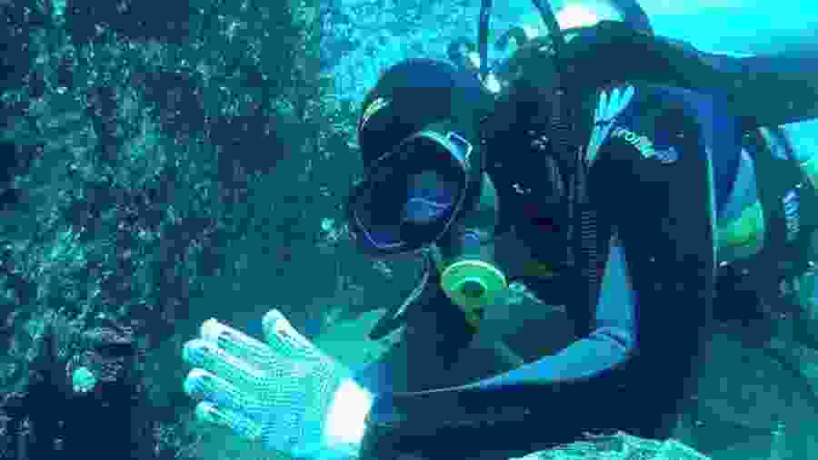 Scuba Diving in Negombo