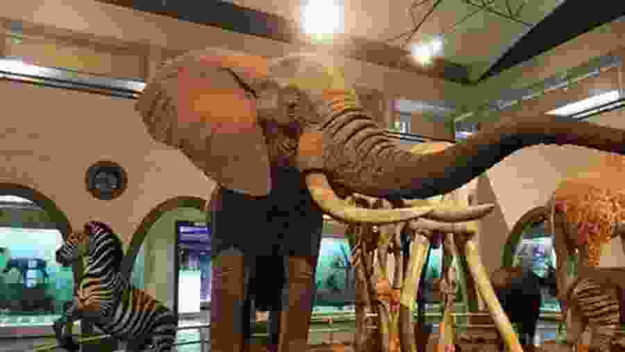Nairobi National Museum