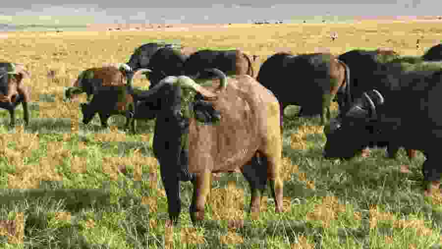 Buffalos grazing at Serengeti