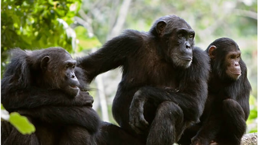 Kibale Forest National Park