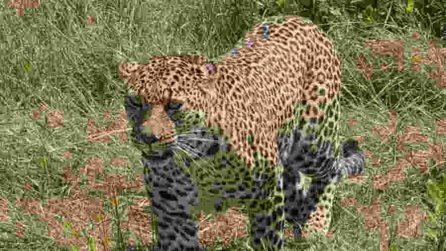 Leopard