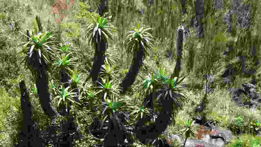 greenery trails along the way