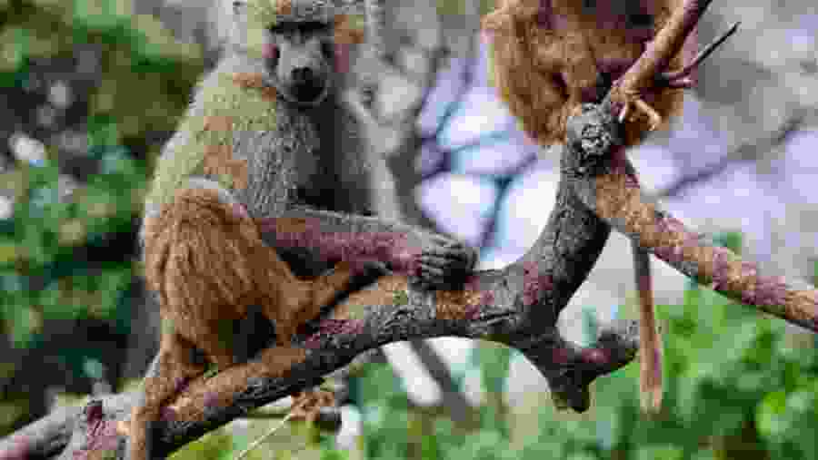 Spot the primate life