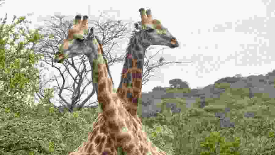 Tanzania Big Five Wild Encounters