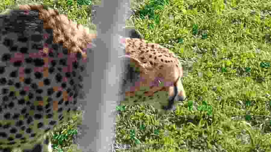 Cheetah at the Cheetah Conservation and Rehabilitation Centre