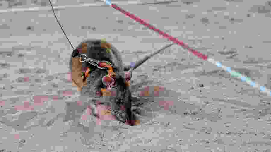 HeroRAT