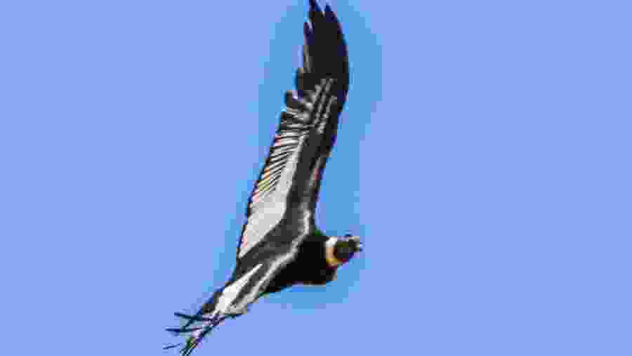 See wild Condors on flight in Ecuador