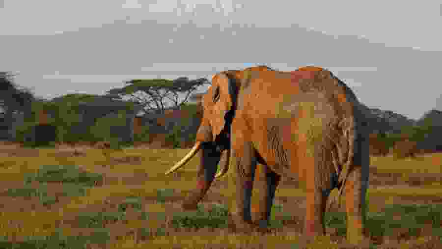 Bush Elephant