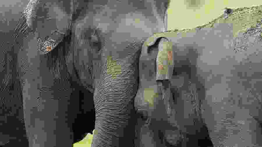 Minneriya National Park