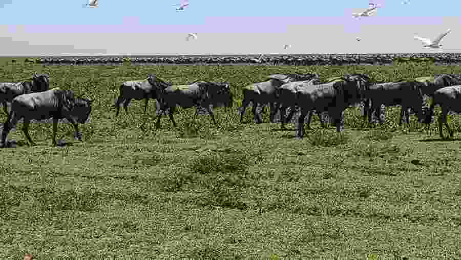 SERENGETI NATIONAL PARK