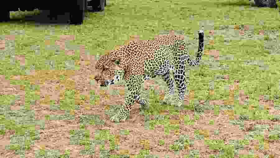 African Leopard at Masai Mara