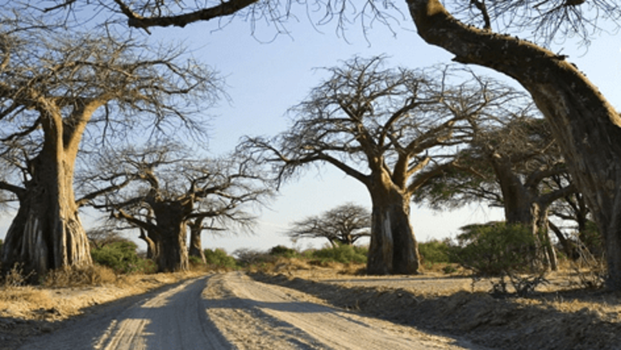 Baobab Trees