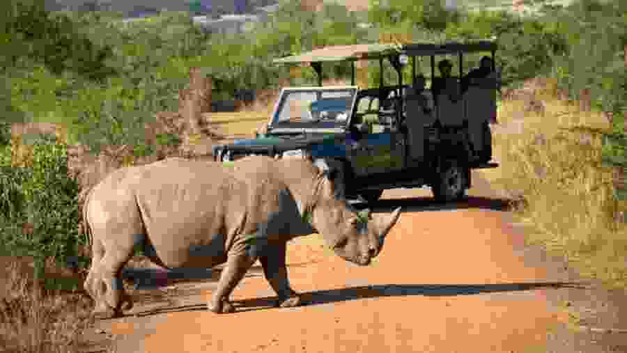 Rhino in Pilanesberg National Park