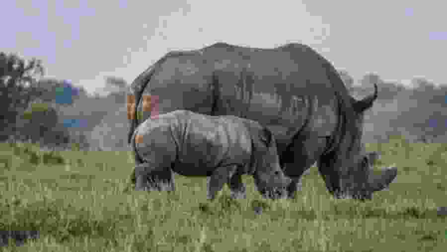 Hippos spotted in Naivasha