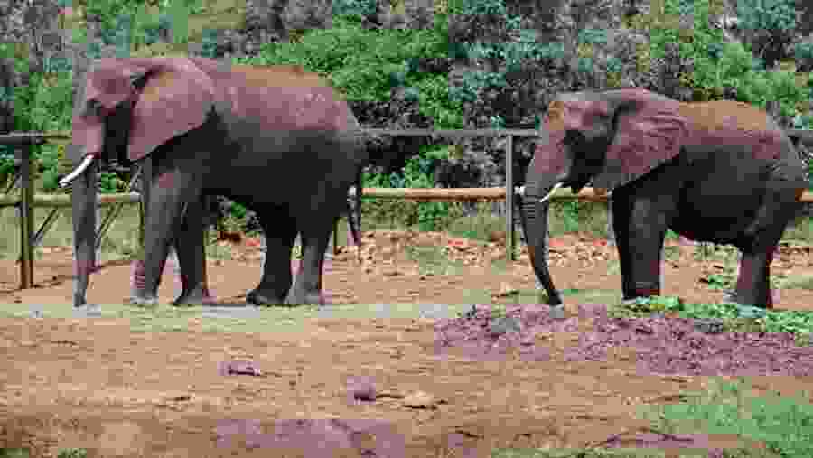Witness the playful elephants