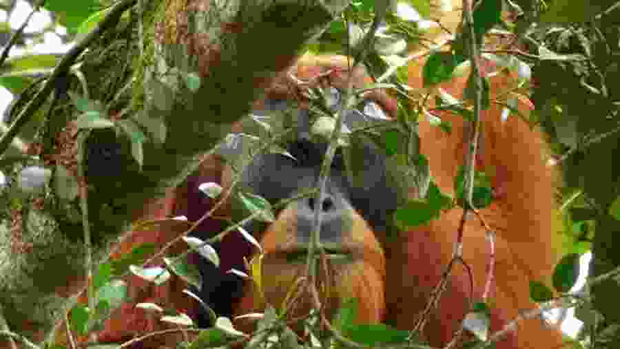 Tapanuli orangutan
