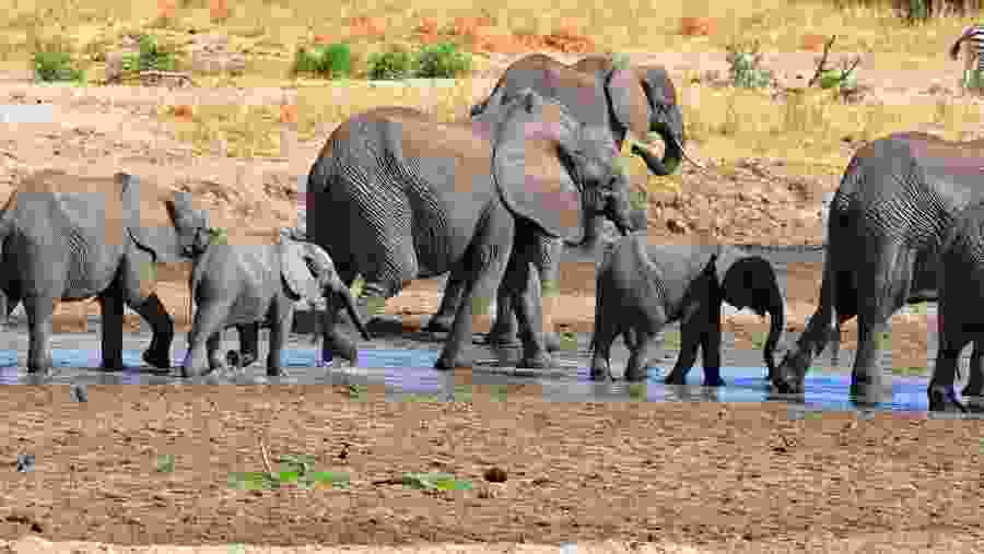 herd of elephants