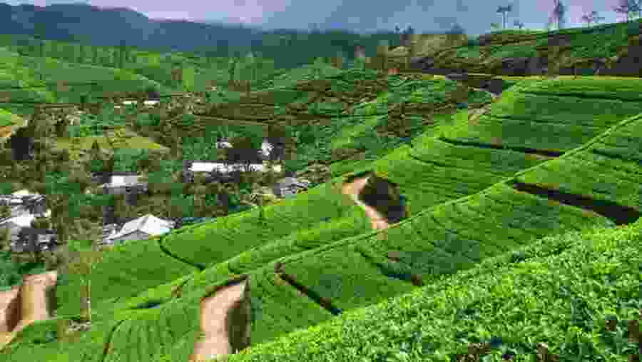 Tea Plantation in Nuwara Eliya, Sri Lanka