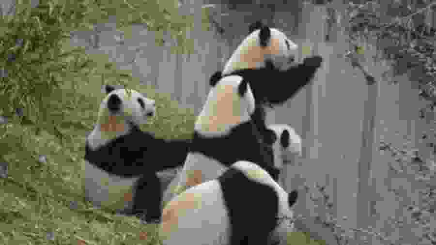 Giant Pandas at Chengdu Panda Breeding Centre