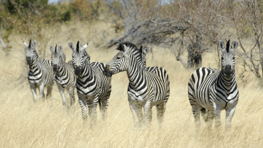 Etosha National Park