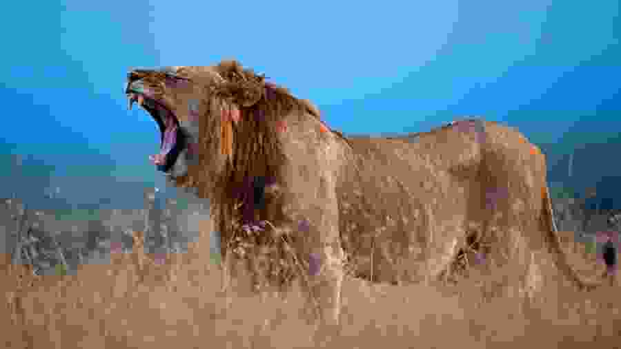 African Lion