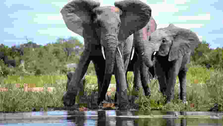 African elephants in Kruger National Park