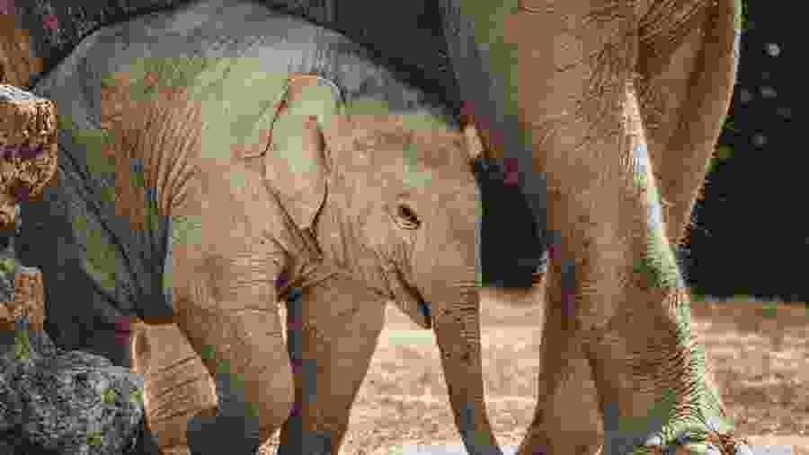 African Elephant