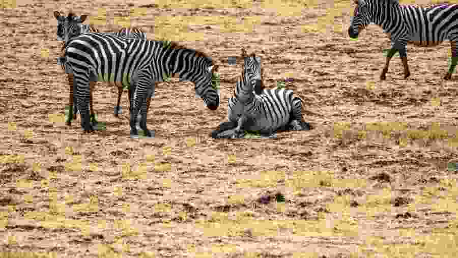 Zebras
