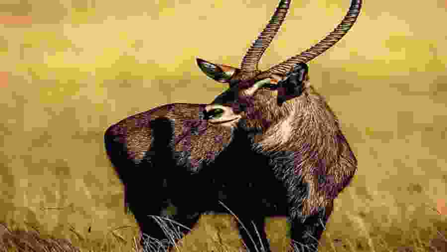 Wildlife Experience