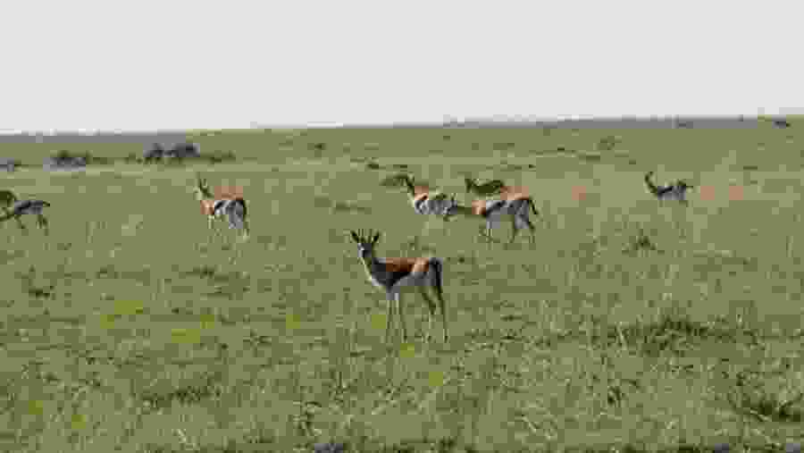 Spot the elusive African antelope
