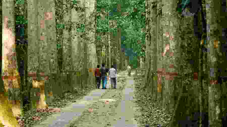 Lawachara Rain Forest