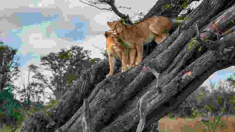 Wildlife