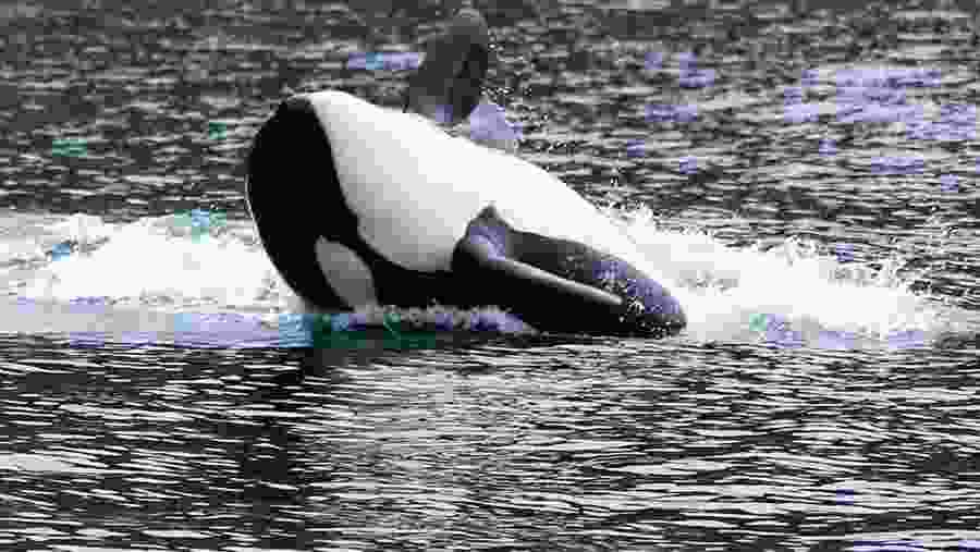 Whale Watching in Tromso