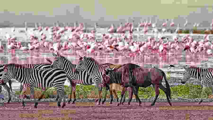 Lake Manyara National Park
