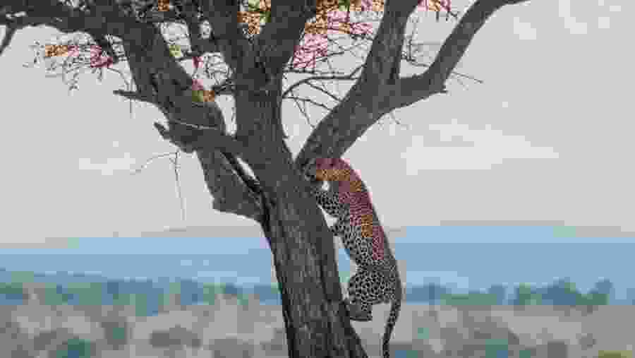 Meet the leopard, one of the 'Big Five'