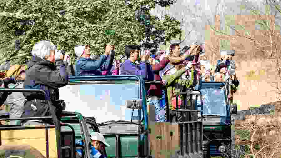 Visitors are taking photo of Tiger in Panna National Park.