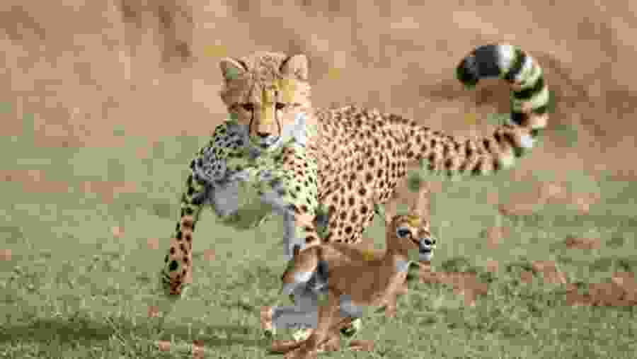 Lake Nakuru National Park